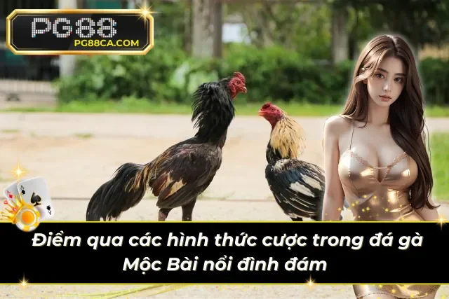 Các tỷ lệ cược đá gà Mộc Bài hấp dẫn tại nhà cái PG88