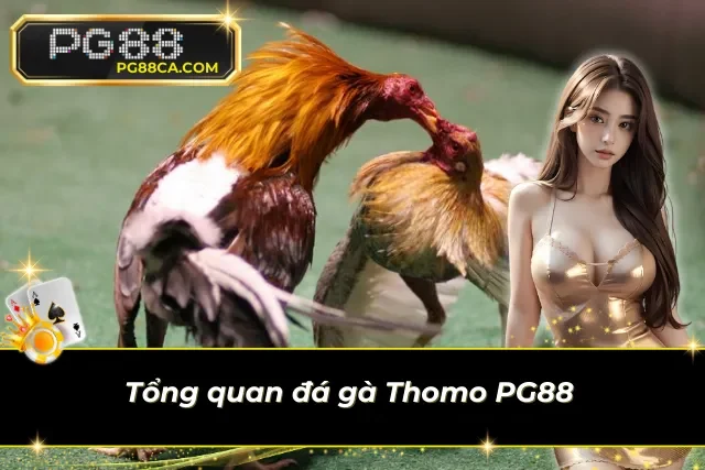 Đôi nét về đá gà Thomo online chất lượng