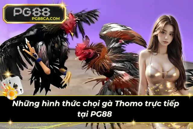 Điểm qua các hình thức đá gà Thomo nổi bật 2025